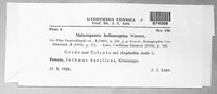 Melampsora euphorbiae image